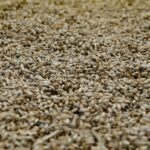 Trigo Suave (Panificable)