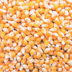 Maíz Amarillo Transgénico (GMO)